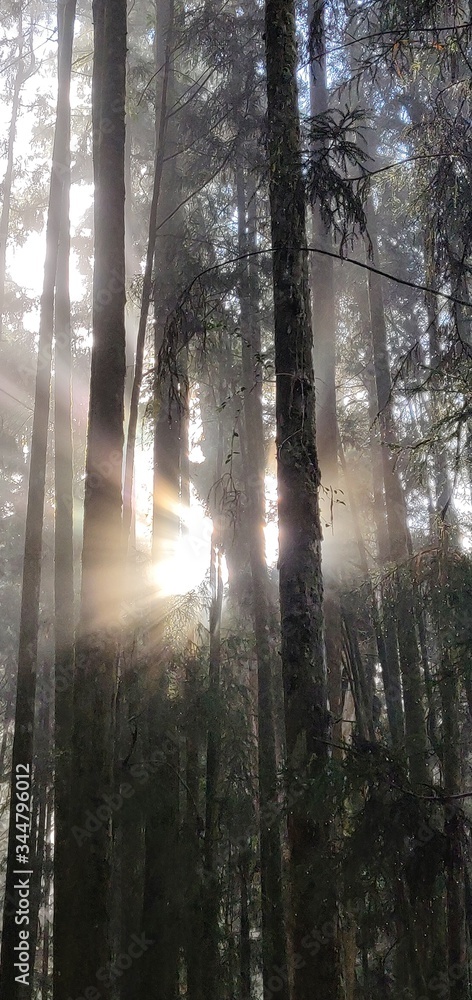 Fototapeta premium Blazing sun behind the tree