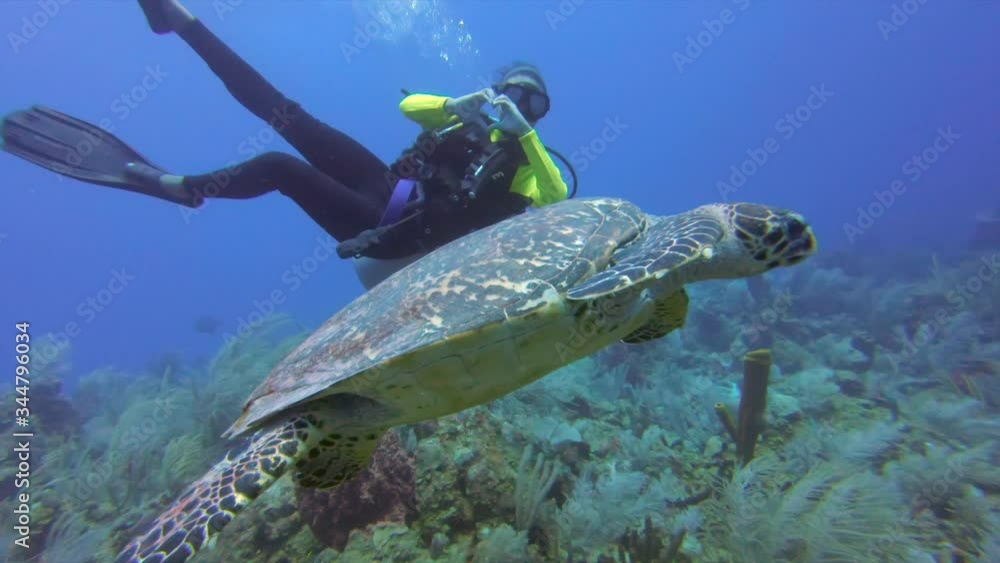 Panning shot of scuba diver gesturing heart shape while swimming by turtle in sea, person diving over ocean floor - Great Blue Hole, Belize