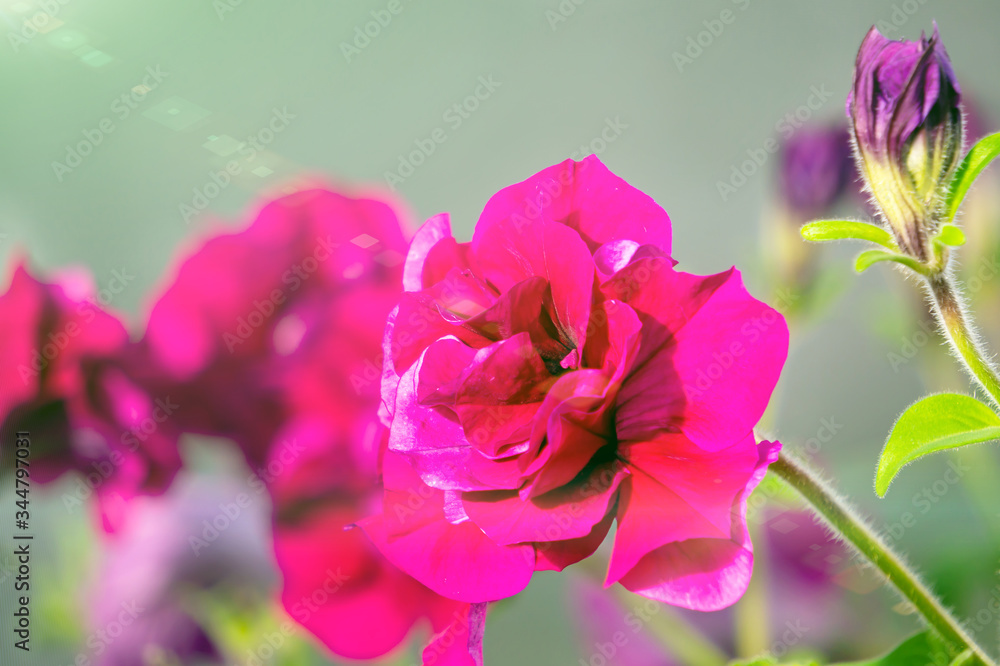 Crimson colorful blooming Petunia flowers Petunia hybrida on a Sunny background. Close-up, selective focus Crimson colorful blooming Petunia flowers Petunia hybrida on a Sunny background. Close-up, selective focus