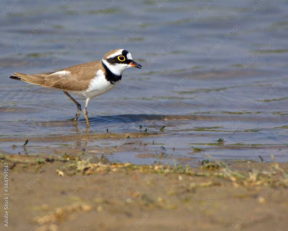 Plover Plover