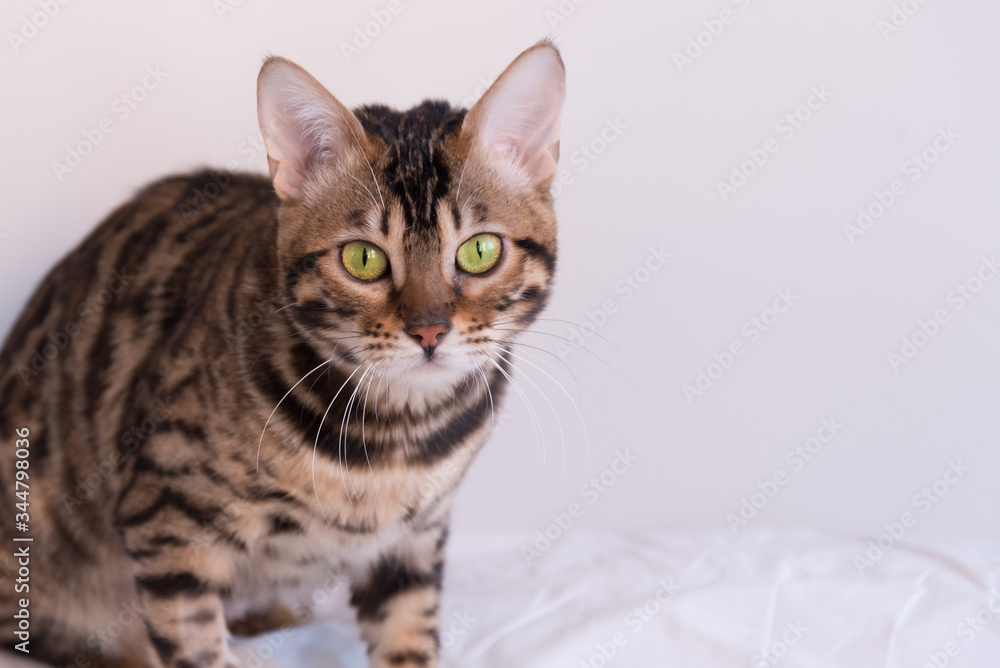 A Bengal cat with yellow eyes stares intently at the camera. Portrait.