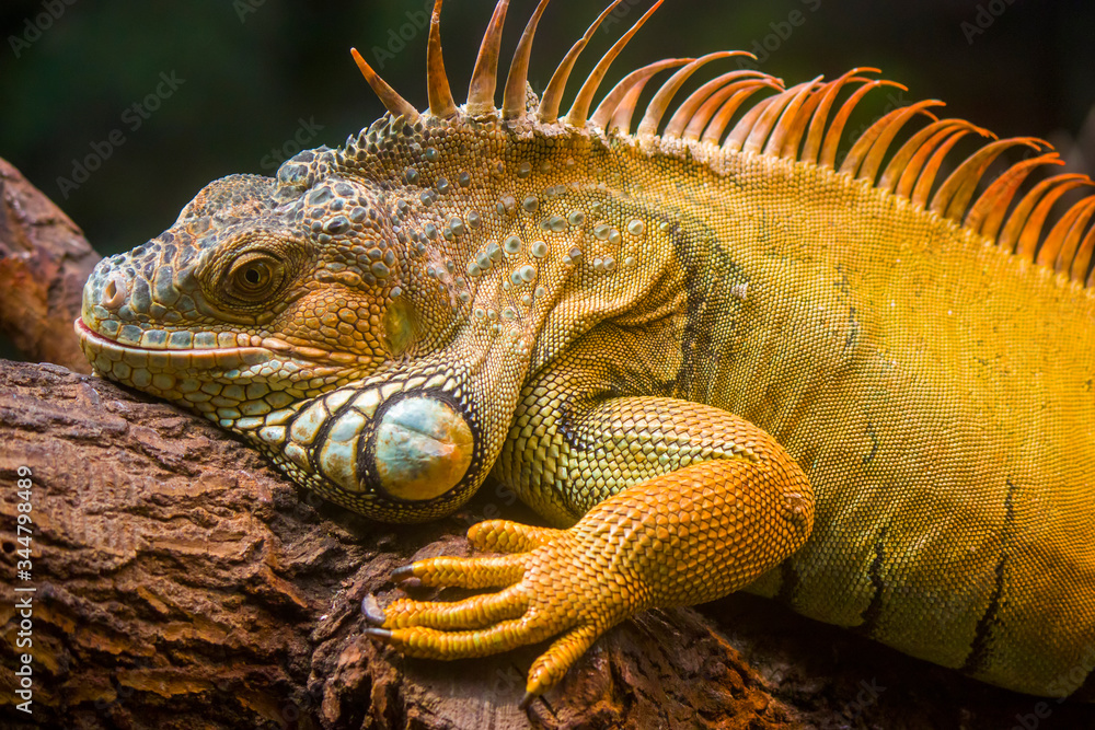 The Red Iguana closeup image.
it actually is green iguana, also known as the American iguana, is a large, arboreal, mostly herbivorous species of lizard of the genus Iguana. The Red Iguana closeup image.
it actually is green iguana, also known as the American iguana, is a large, arboreal, mostly herbivorous species of lizard of the genus Iguana.