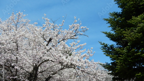 Wallpaper Mural 桜 Torontodigital.ca