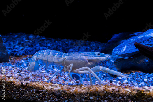 The blue crayfish (Procambarus alleni), is a species of freshwater crayfish endemic to Florida in the United States.
It is listed as a species of Least Concern.  photo