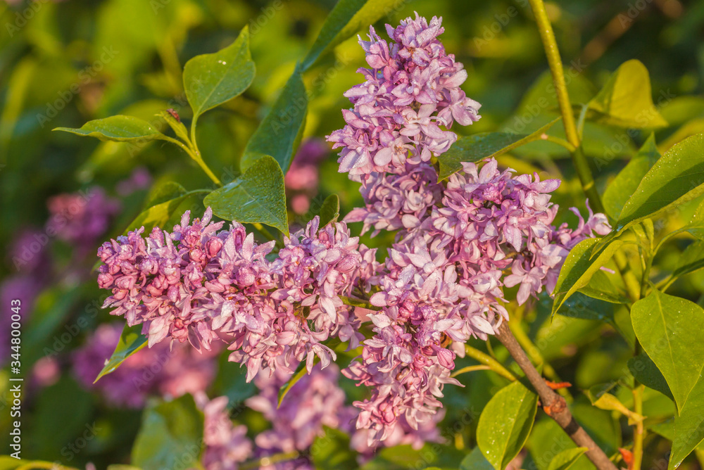 Blooming double lilacs in the garden Blooming double lilacs in the garden