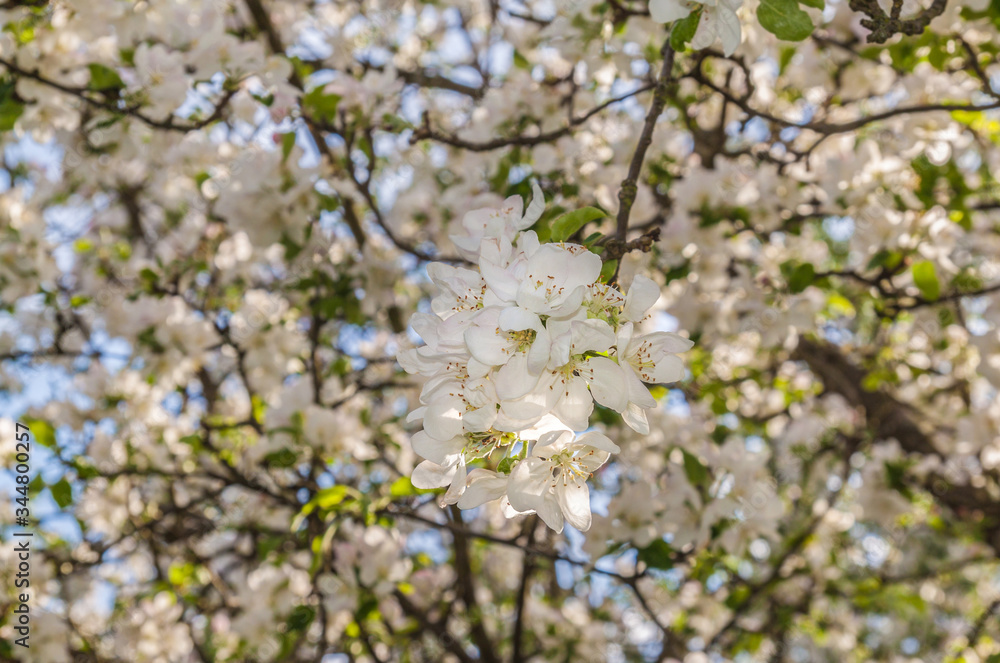 Flowering pear tree in spring Flowering pear tree in spring