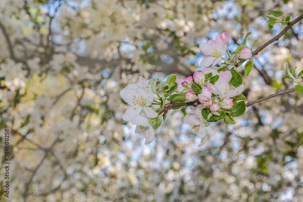Flowering branch of apple Flowering branch of apple