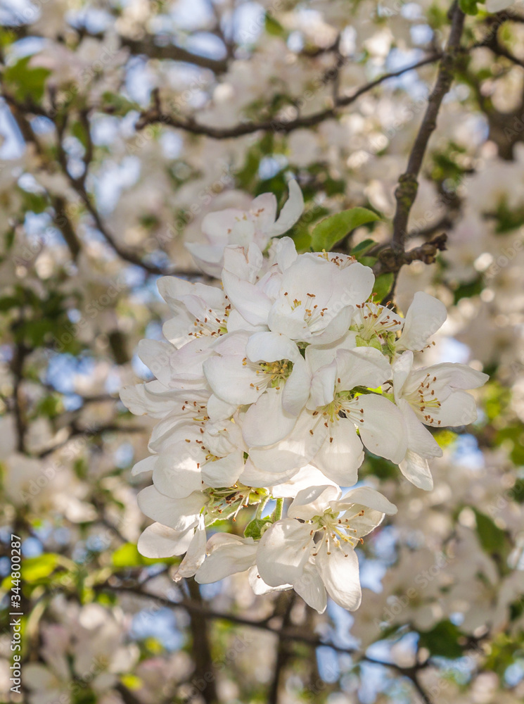 Flowering pear tree in spring Flowering pear tree in spring