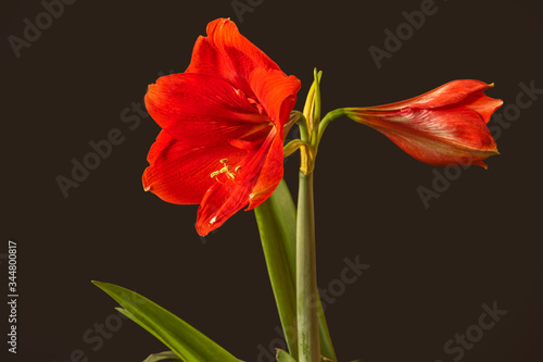 Fototapeta Naklejka Na Ścianę i Meble -  Blooming Hippeastrum (amaryllis) 