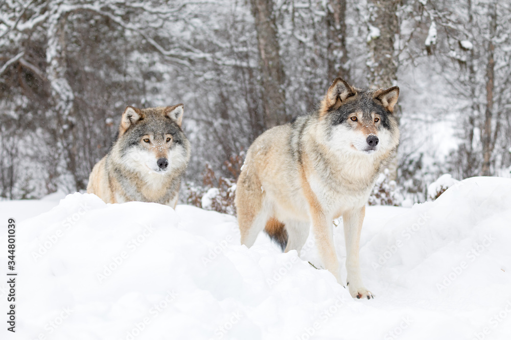 Two magnificent wolves in wolf pack in cold winter forest Two magnificent wolves in wolf pack in cold winter forest
