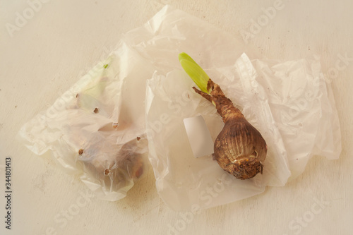 Two bulbs of small-flowered hippeastrum (amarillis) photo