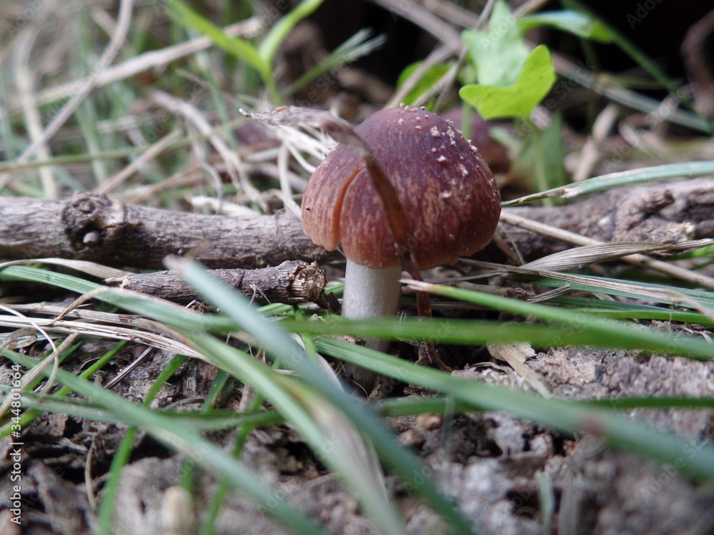 mushroom in the forest mushroom in the forest