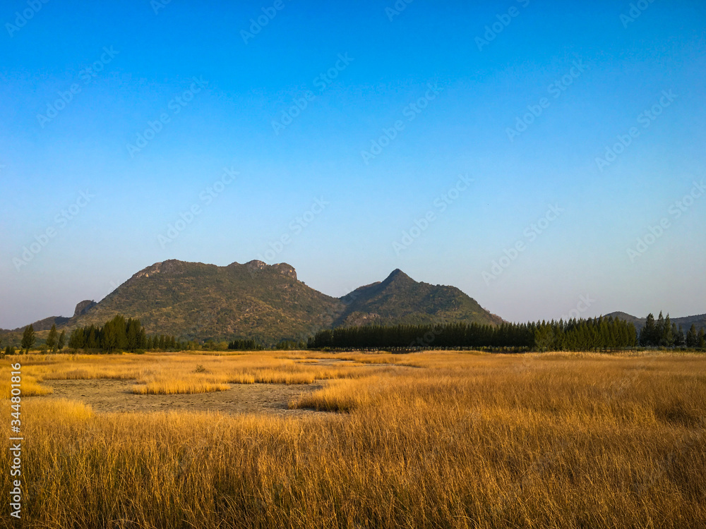 Dried grasses against mountain and blue sky