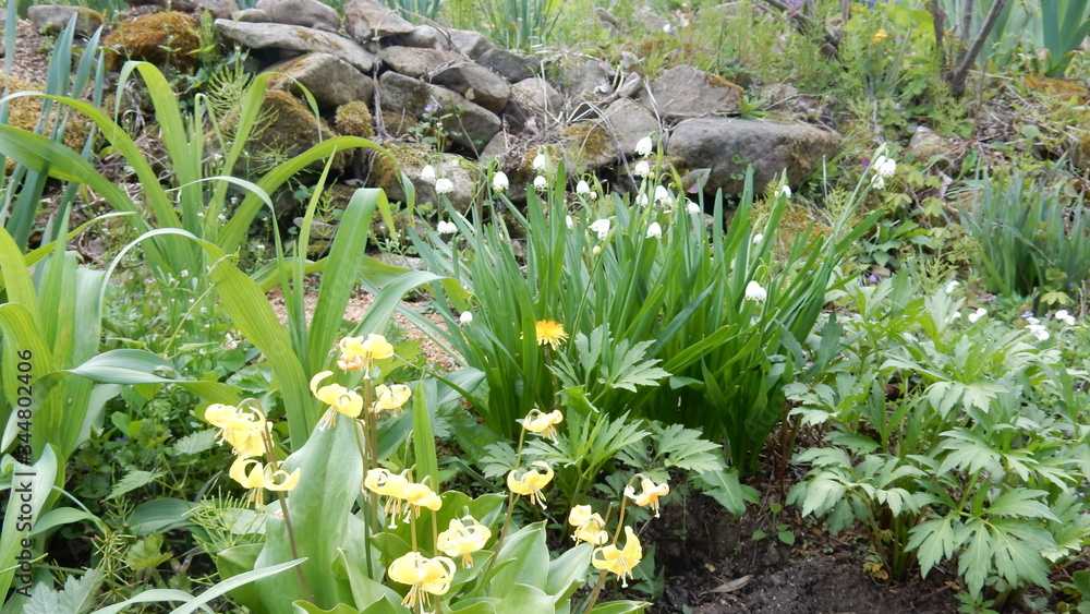 Fototapeta premium 花