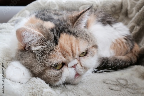 Closeup of cuty small kitty with open eyes, which is lying on a light green blanket. This is the Exotic cat breed. It is similar to a Persian cat, but has short hair.