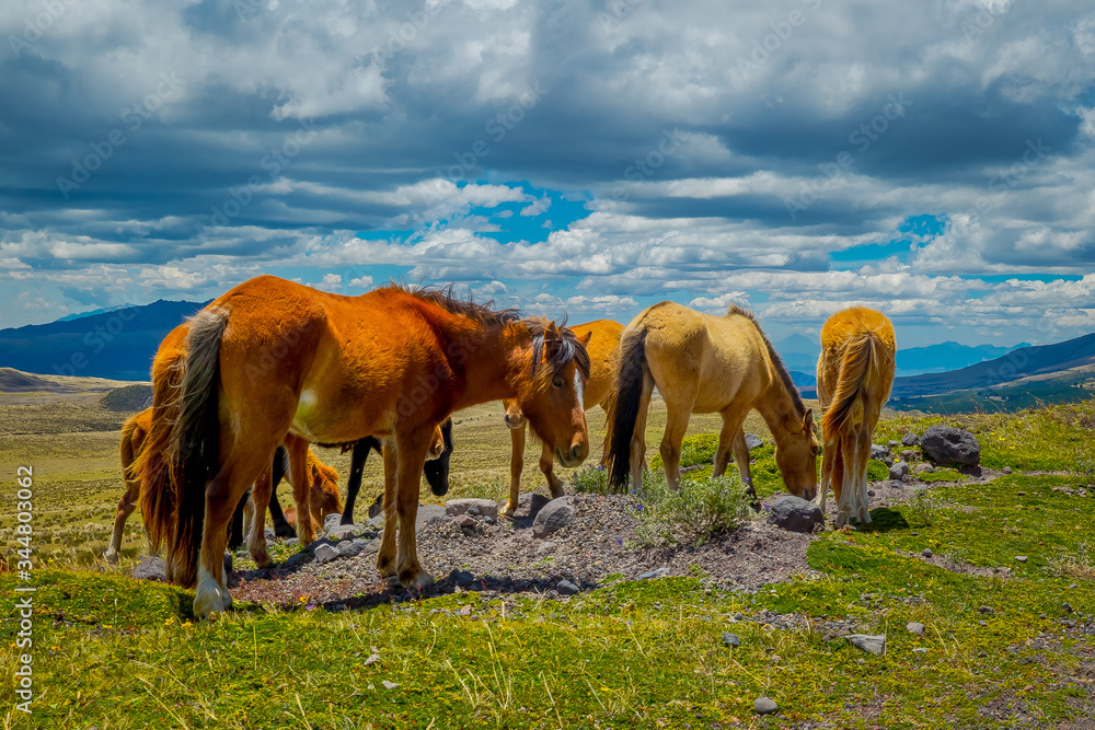 Wild Horses in the Cotopaxi National Park, in Ecuador Wild Horses in the Cotopaxi National Park, in Ecuador