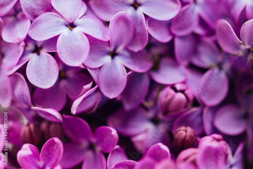Spring flowering lilac. Macro shot of lilac flowers. © Ekaterina Pichukova