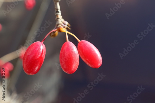 빨간 산수유 열매 photo