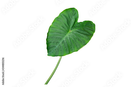Taro green leaf isolated on white isolated on white background.