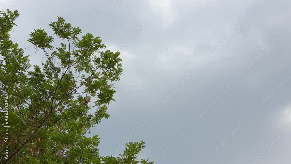 Spring tree with new leaves gently swing by wind in the rain clouds sky, view from below. Spring tree with new leaves gently swing by wind in the rain clouds sky, view from below.