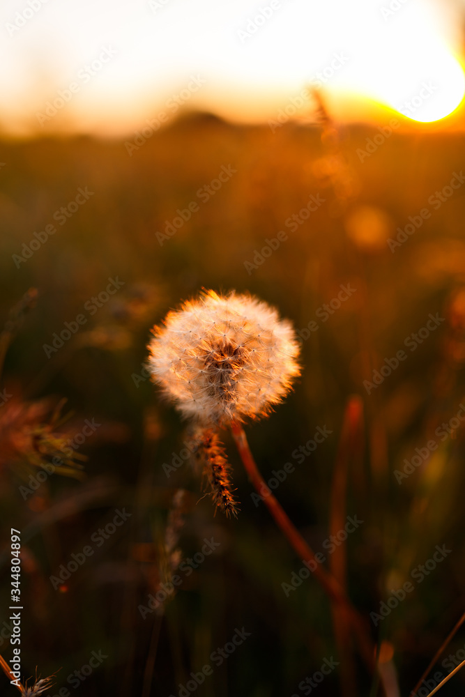 dandelions in the golden rays of the setting sun as nature background
