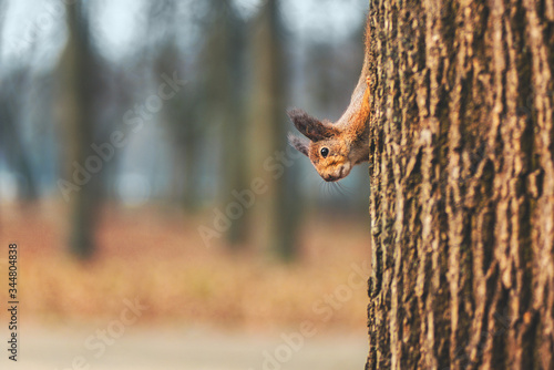 Squirrel in Autumn Forest Park © krugli