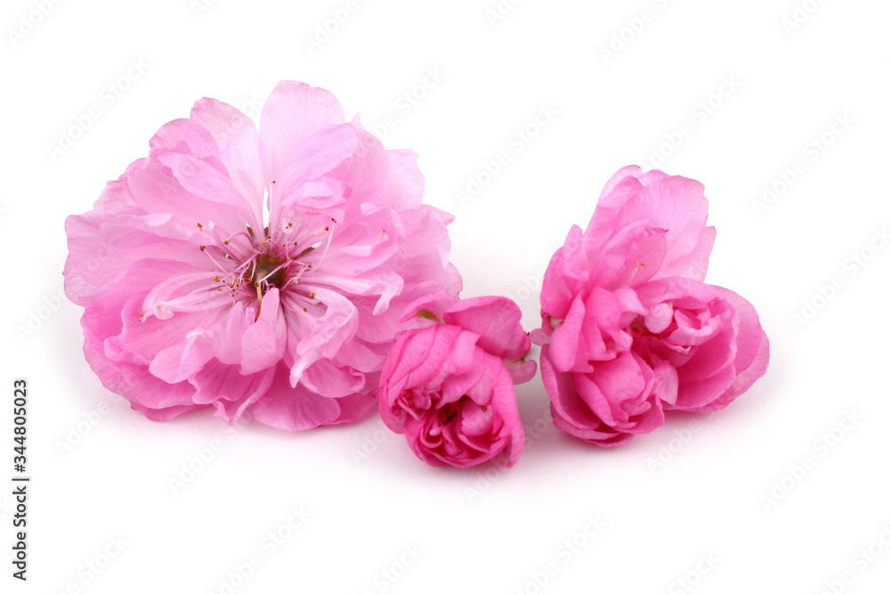 Cherry flowers isolated on white background. Sakura Cherry flowers isolated on white background. Sakura