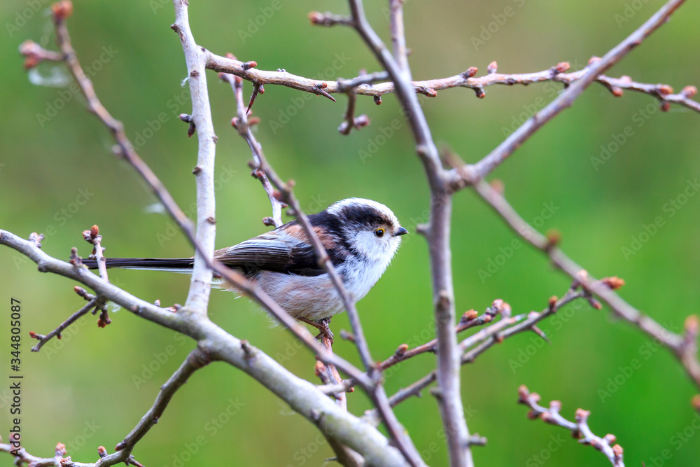 Fototapeta premium Schwanzmeise im Geäst