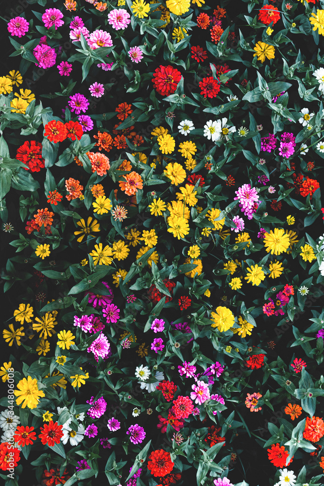 Obraz premium flower