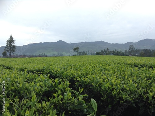 Tea garden at Pengalengan (South Bandung), Indonesia