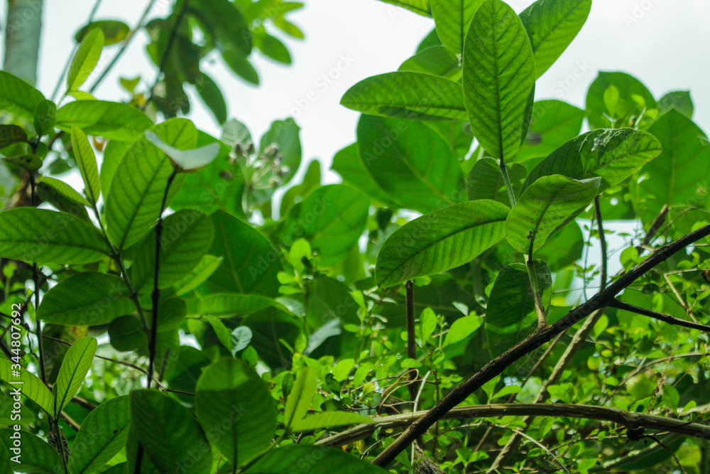 A green tree helps give you a green earh.. A green tree helps give you a green earh..