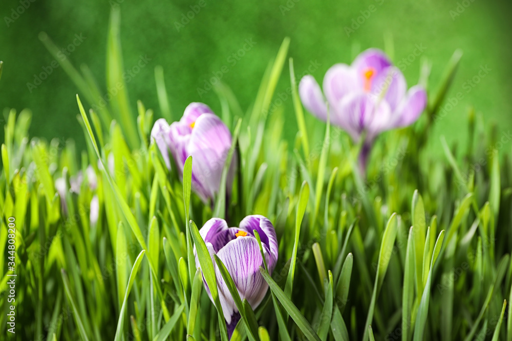 Fresh grass and crocus flowers on green background, closeup. Spring season