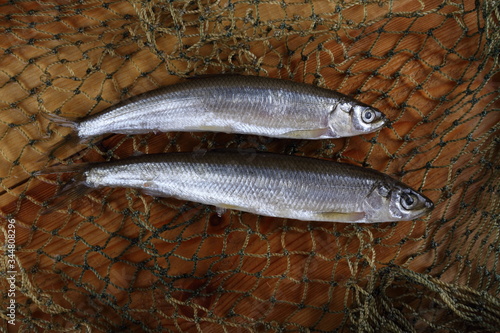 Smelt fishes on net. Pacific smelt fish variety