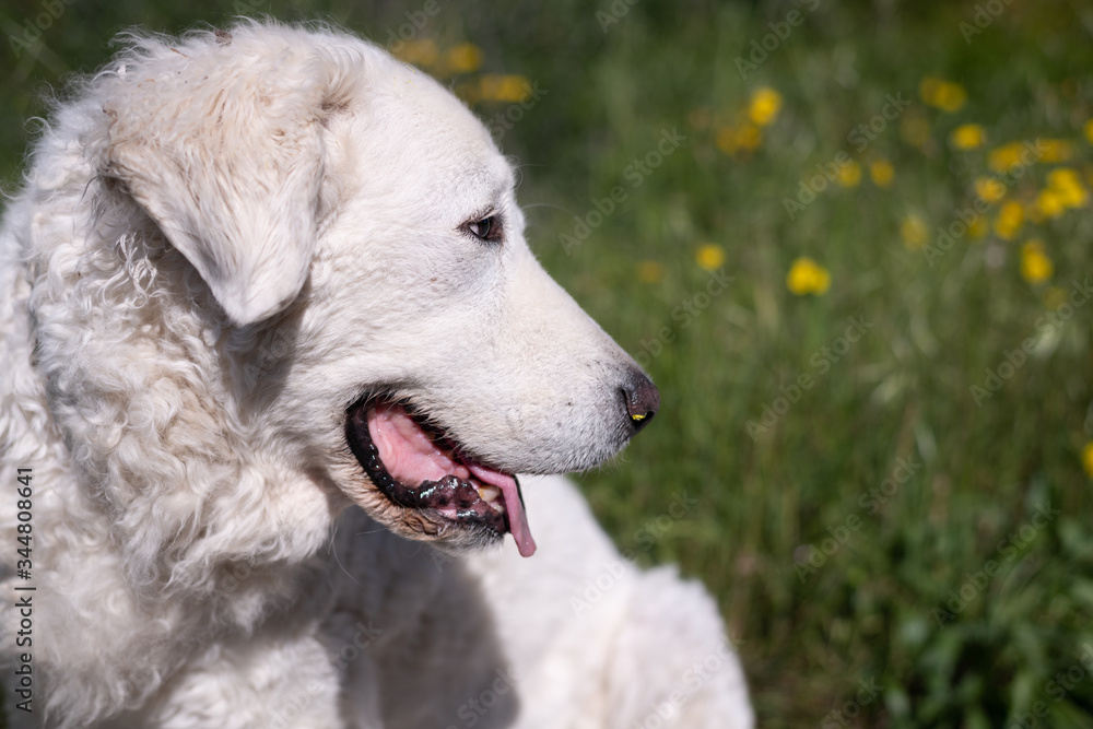Profile of a beautiful Kuvasz dog with a green background, spotted with yellow flowers