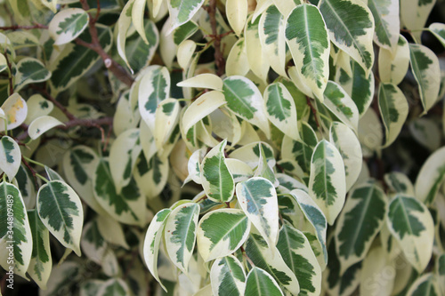 Leaves of Ficus variegata, also called common red stem fig, green fruited fig and variegated fig photo