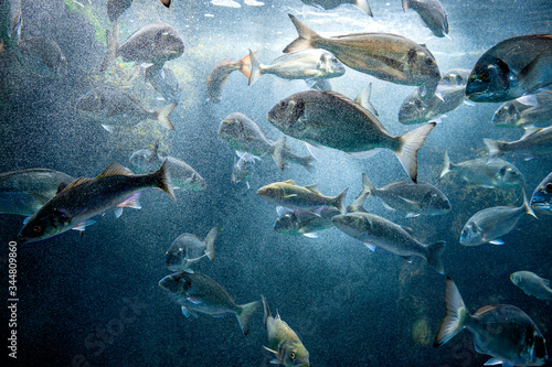 A shoal of bream fish in the Atlantic ocean with sunlight underwater. Brittany, France © Massimo Santi