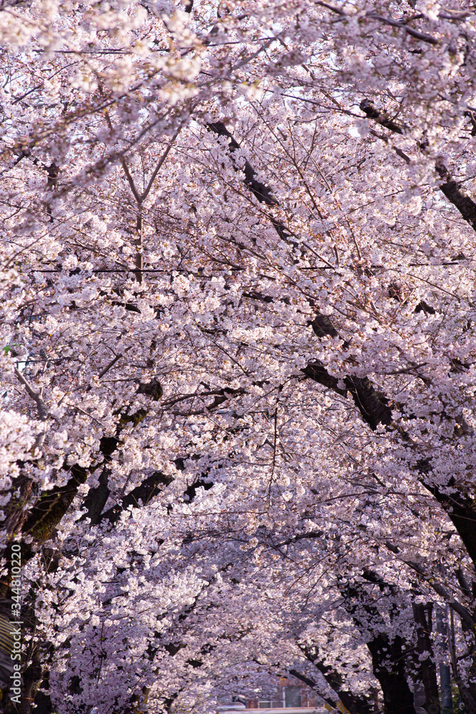 桜 桜