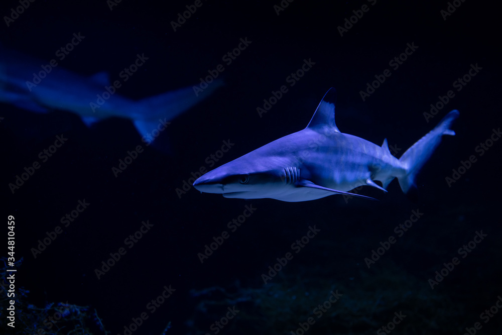 Fototapeta premium Nice danger big white shark attack in the sea auarium nature