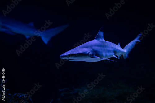 Nice danger big white shark attack in the sea auarium nature