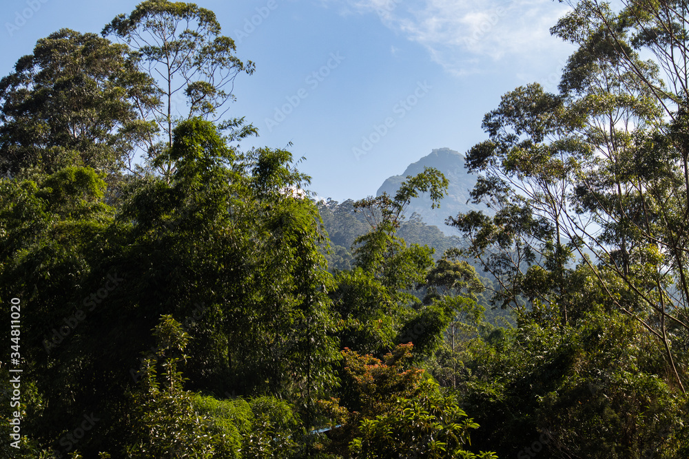 Obraz premium trees in the forest