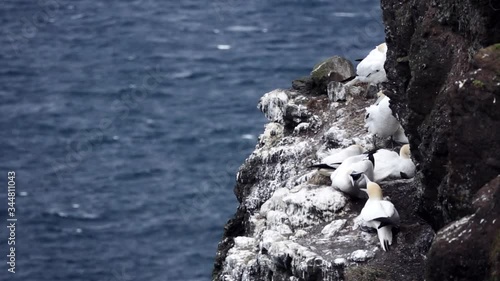 Morus bassanus chicks fighting over the rocks photo