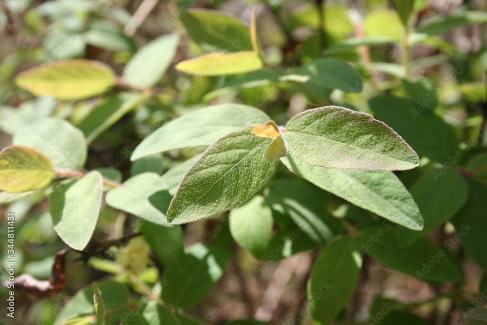 Lonicera Caerulea Kamtschatica branch with fresh new leaves. Cultivated Blueberry bush on springtime on a sunny day
Lonicera Caerulea Kamtschatica branch with fresh new leaves. Cultivated Blueberry bush on springtime on a sunny day