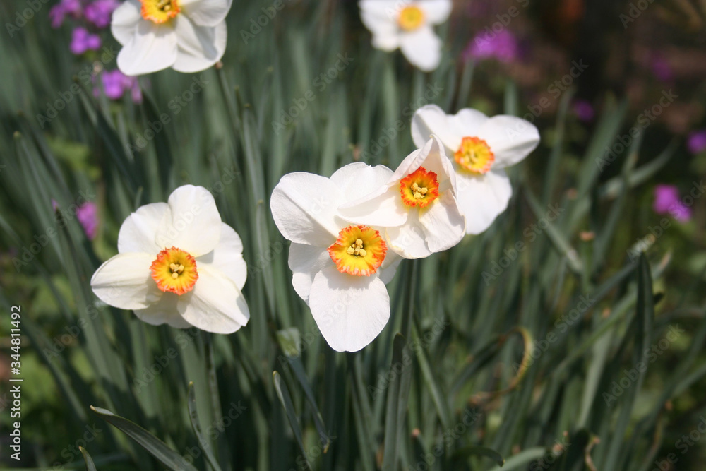 Yellow and white Daffodil flowers growing in the garden on springtime. Narcissus plants in the flowerbed
Yellow and white Daffodil flowers growing in the garden on springtime. Narcissus plants in the flowerbed