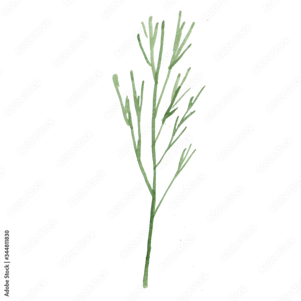 Hand drawn watercolor dill illustration Hand drawn watercolor dill illustration