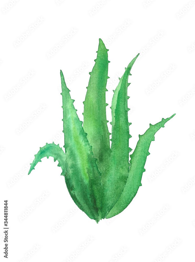 Obraz premium aloe vera plant