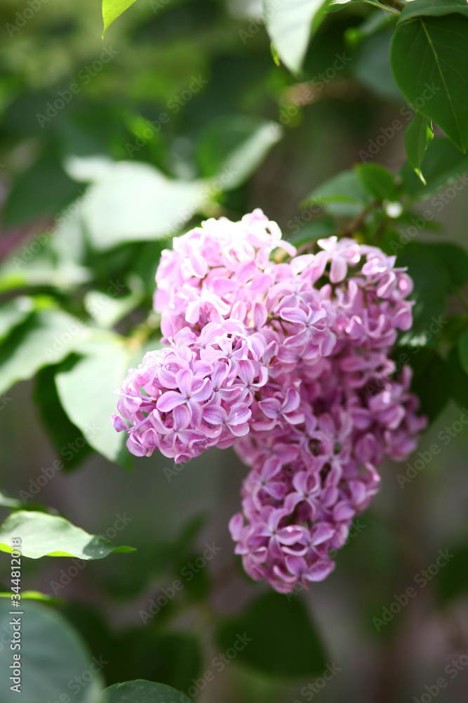 Spring blooming lilac tree flowers. Lilac blossom in spring. Spring blooming lilac tree flowers. Lilac blossom in spring.