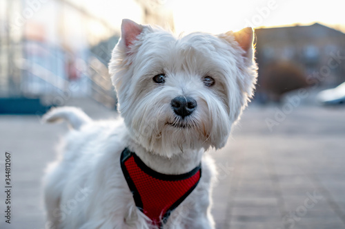 portrait of white dog on the street