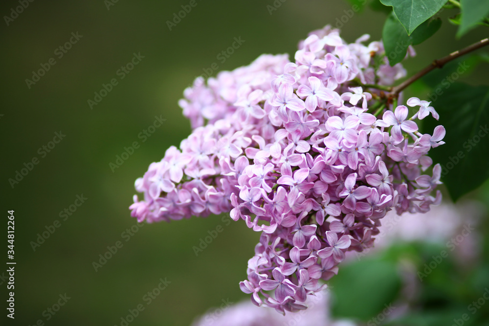 Obraz premium Spring blooming lilac tree flowers. Lilac blossom in spring.