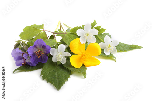 Wild forest flowers isolated on white background. (Spring Far Eastern flowers) photo