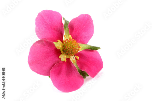 Pink strawberry flower isolated on white background